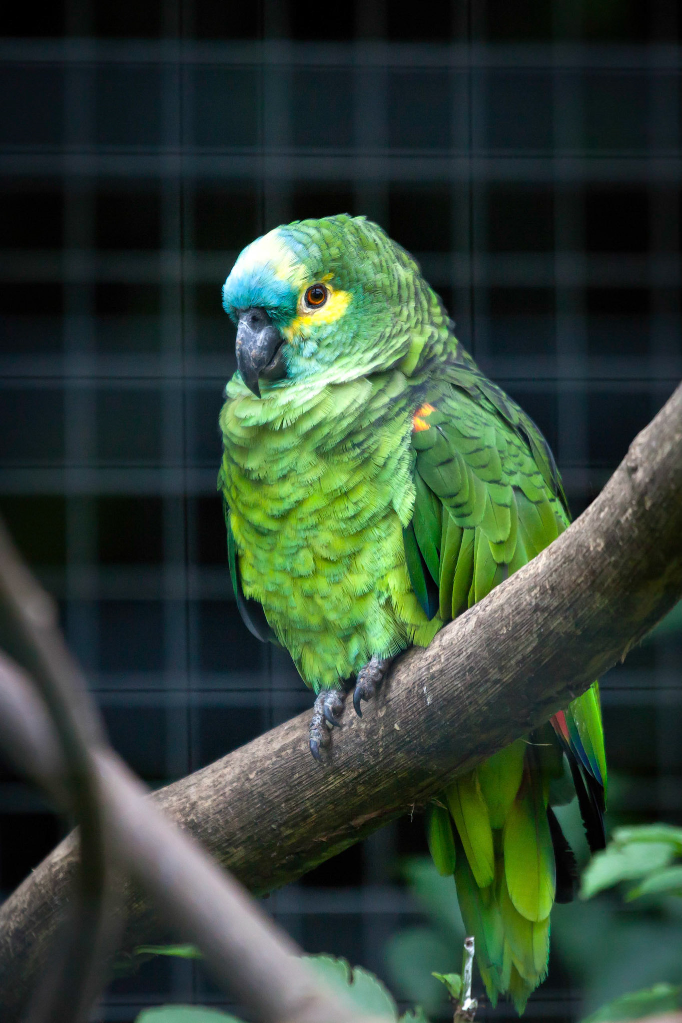 Orange-winged Amazon (Amazon amazonica)