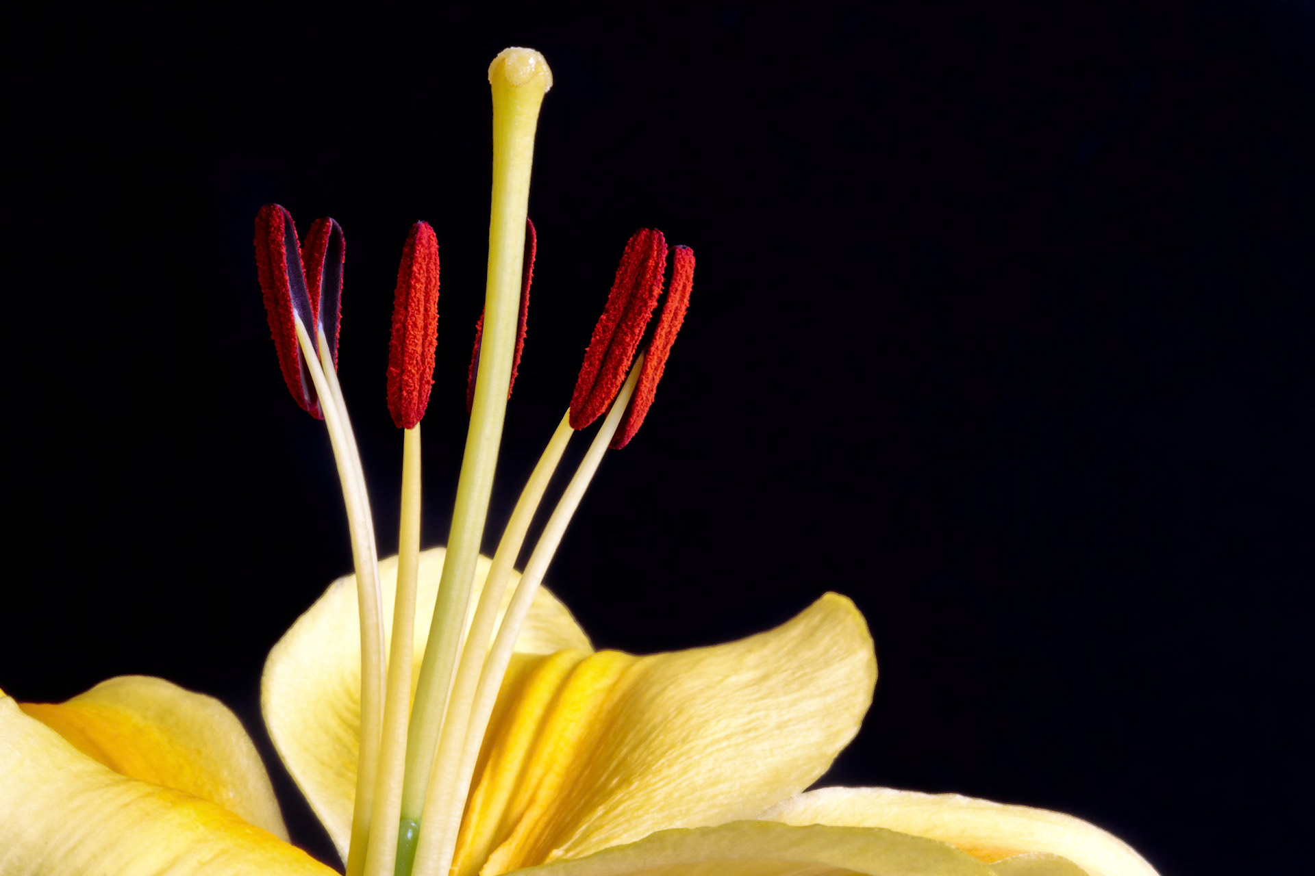 Lily (Lilium)