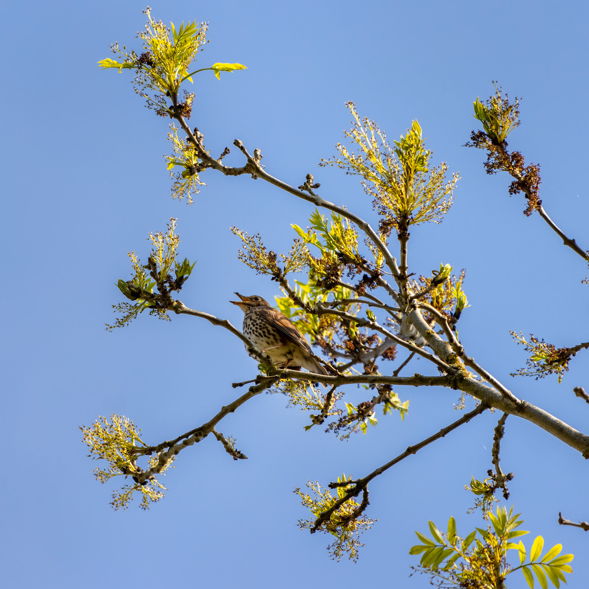 Song Thrush (Turdus philomelos) perched in a tree enjoying the spring sunshine
