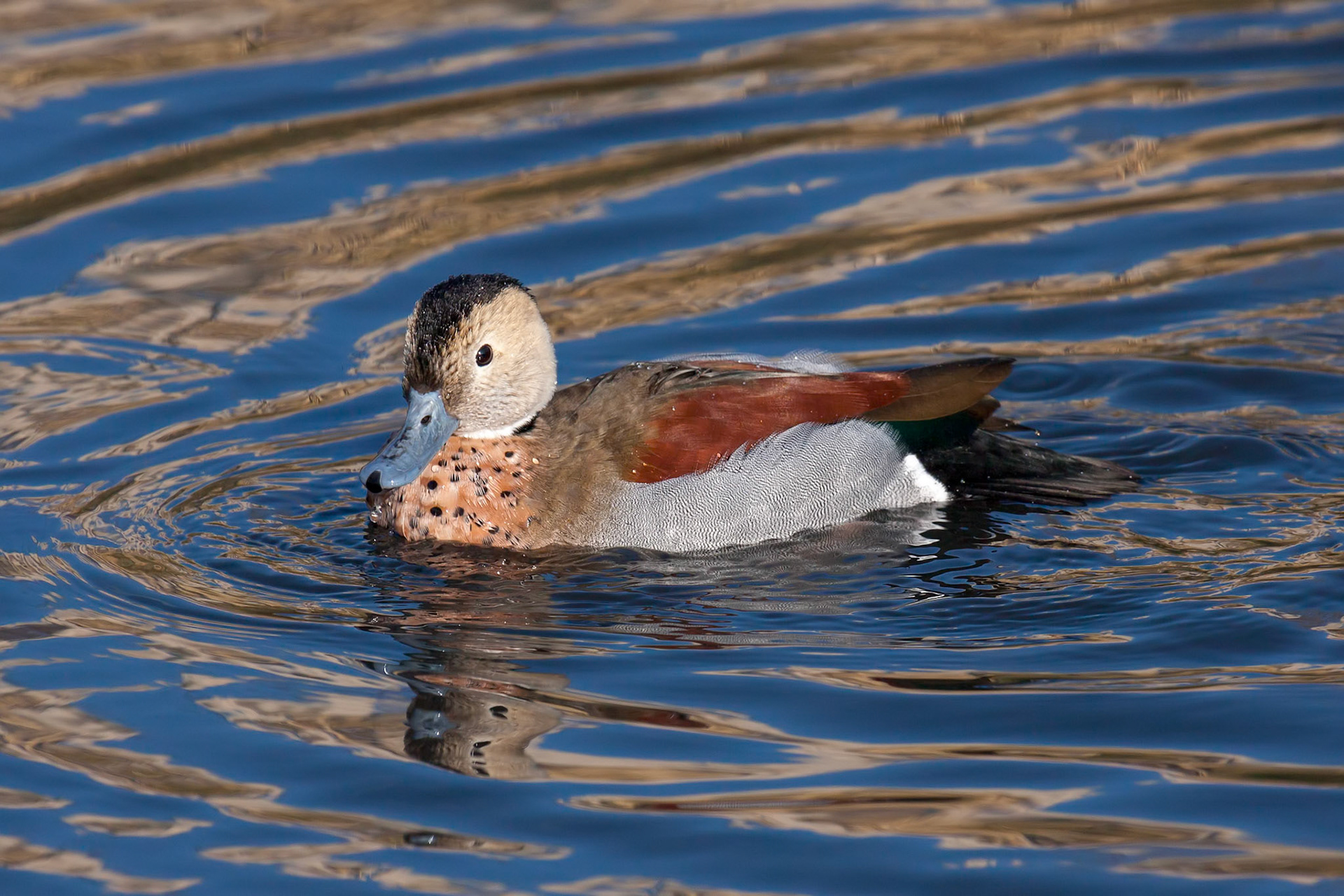 Ringed Teal (Callonetta leucophrys)