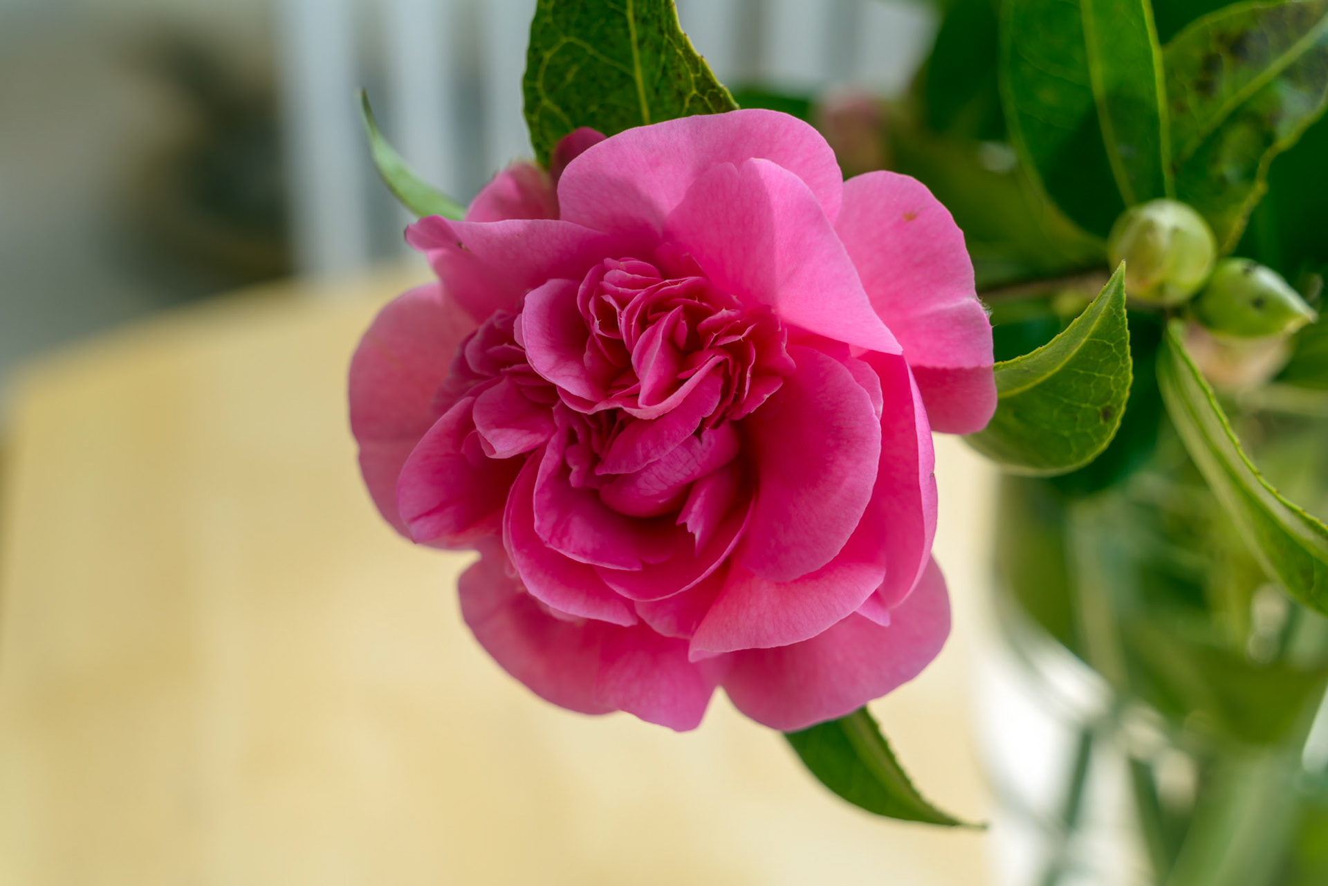Pink Camellia flower in full bloom in springtime