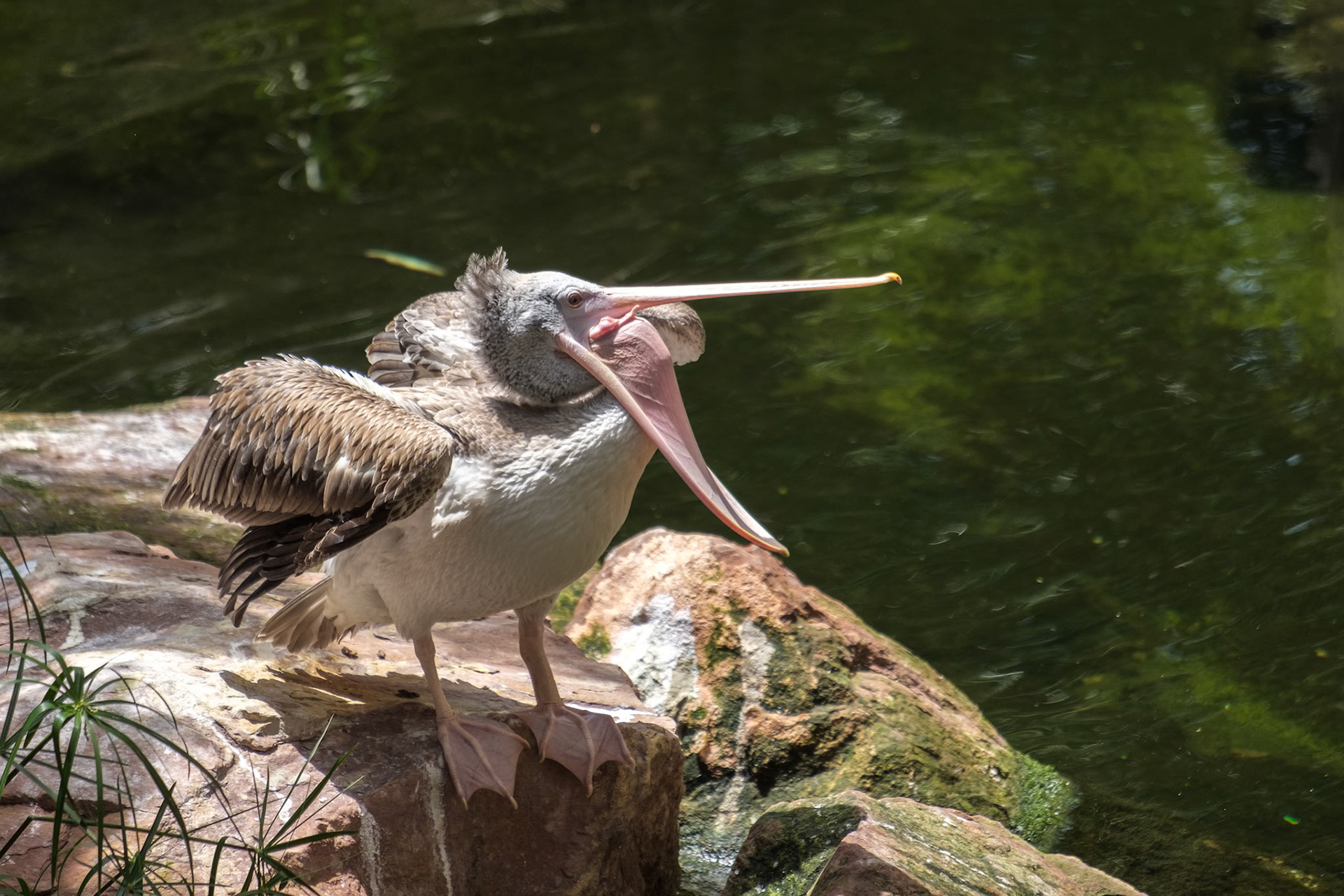 Spot-Billed Pelican (Pelecanus philippensis) with its beak wide open