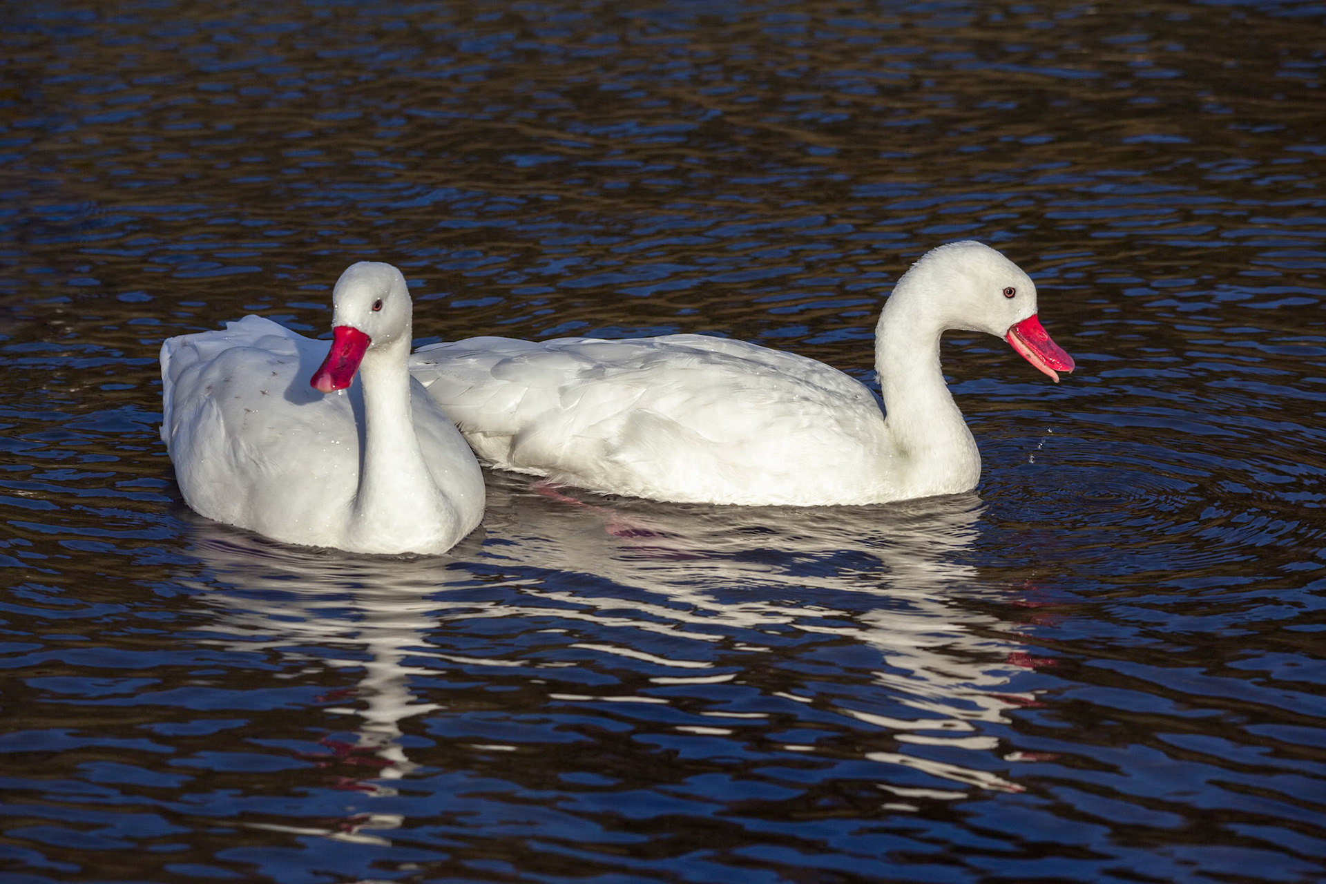 A pair of sunlit Coscoroba Swans (Coscoroba coscoroba)