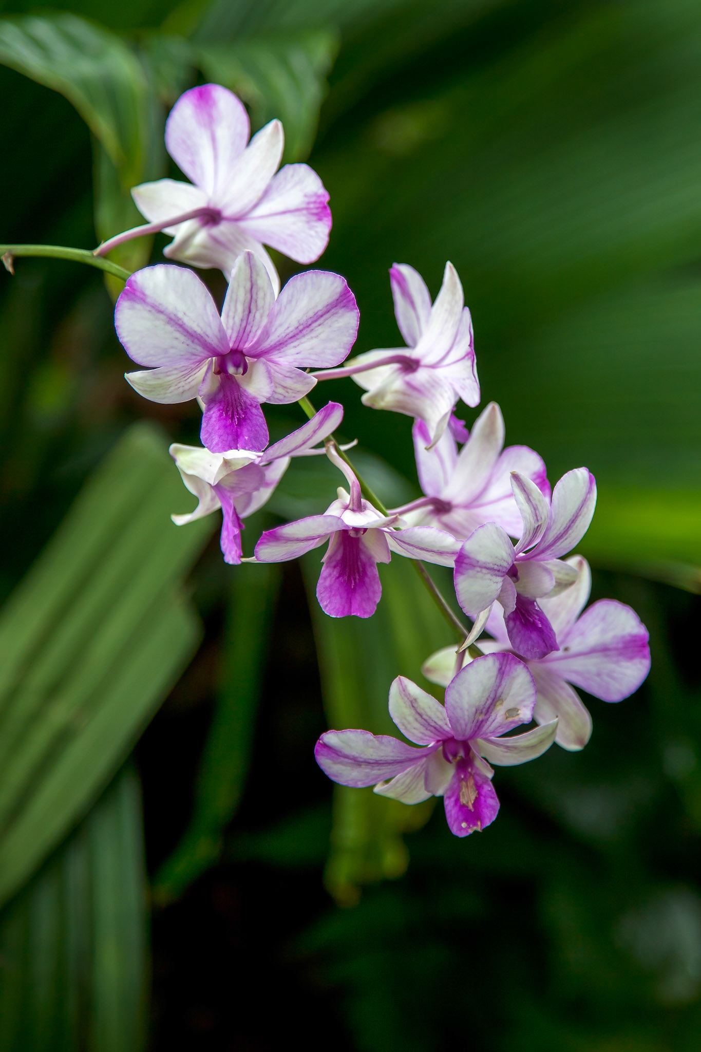 Orchid in Singapore Botannical Gardens