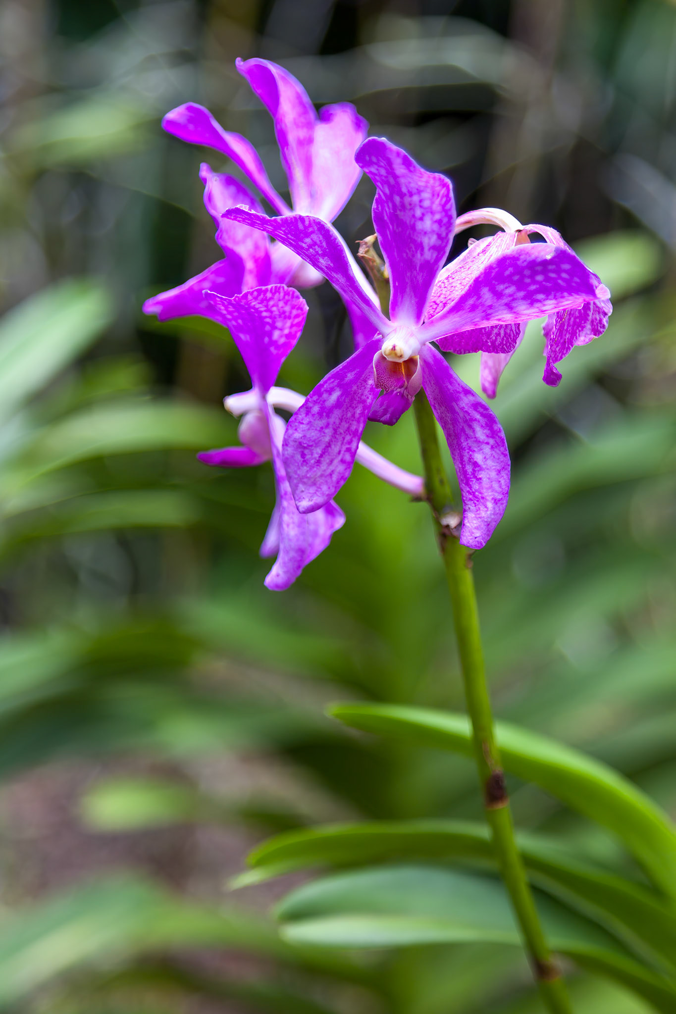 Orchid in Singapore Botannical Gardens