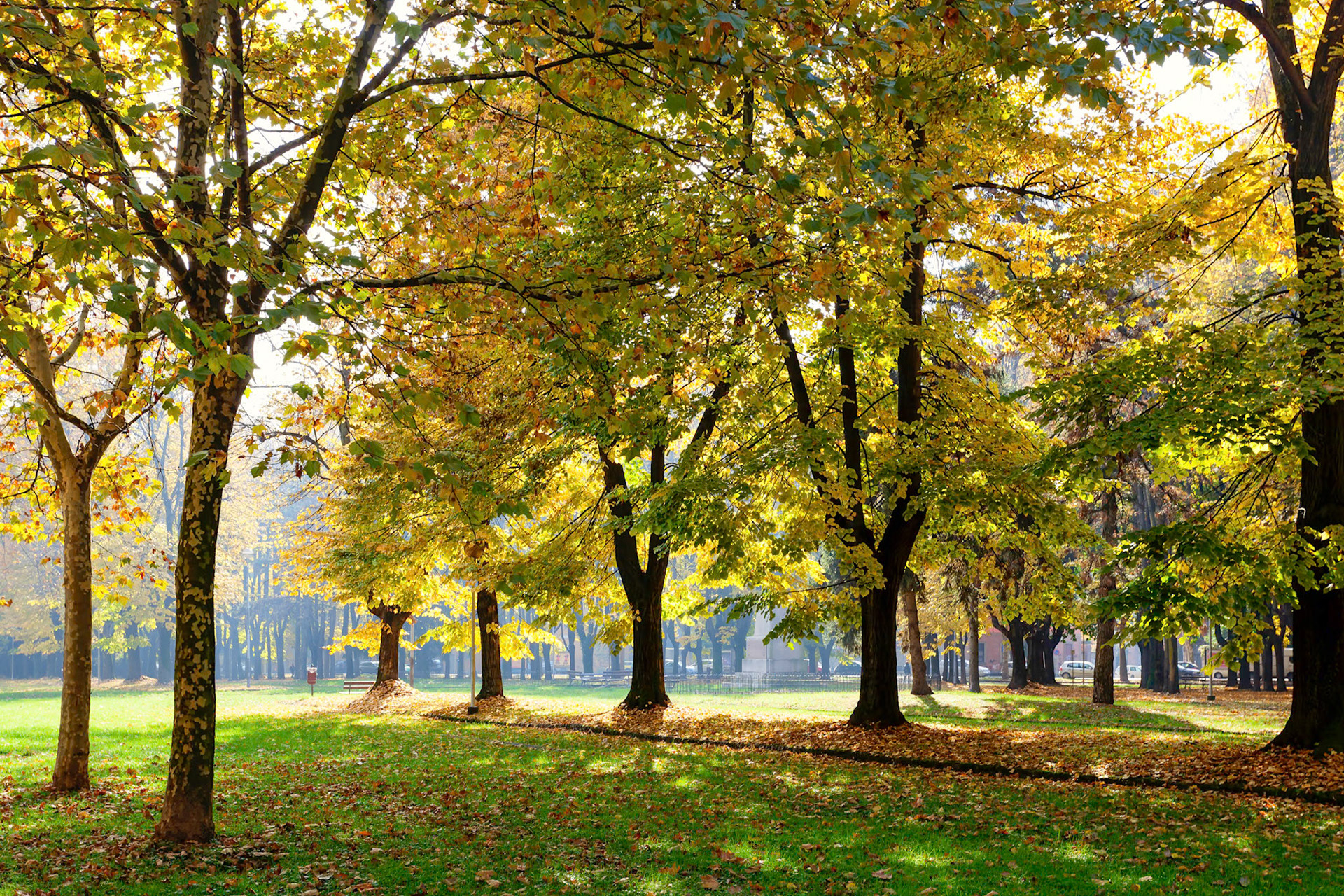 Autumn Colours in Parco di Monza