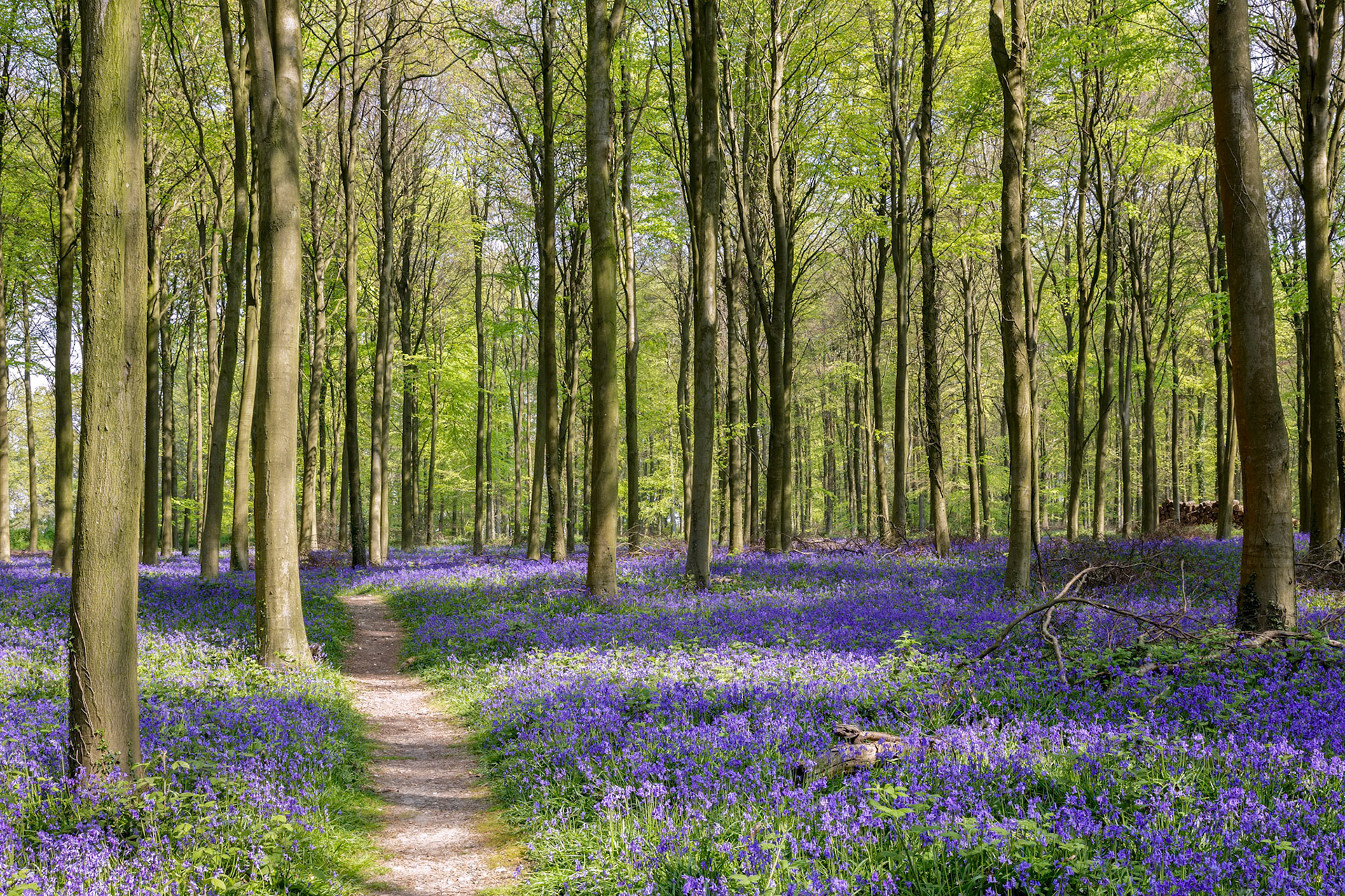 Bluebells in Wepham Wood