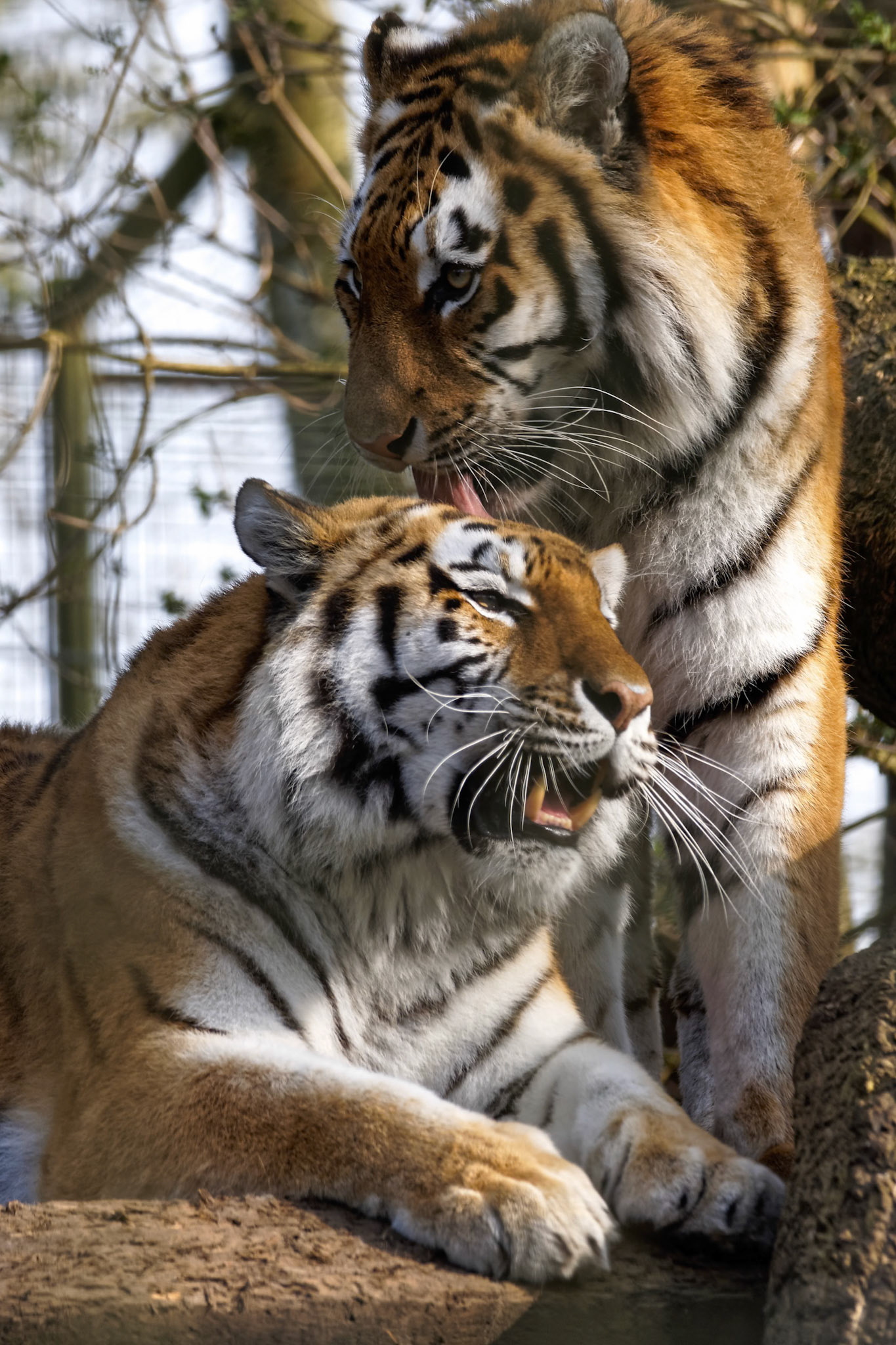 Siberian Tiger (Panthera tigris altaica)