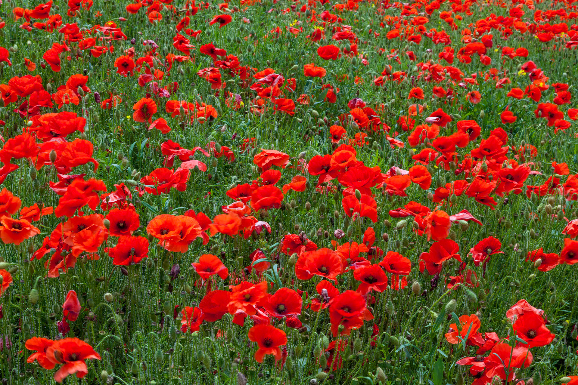 Field of Poppies in Sussex