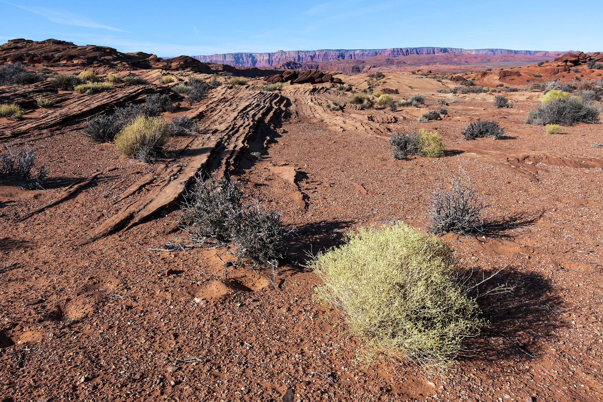Arizona Desert
