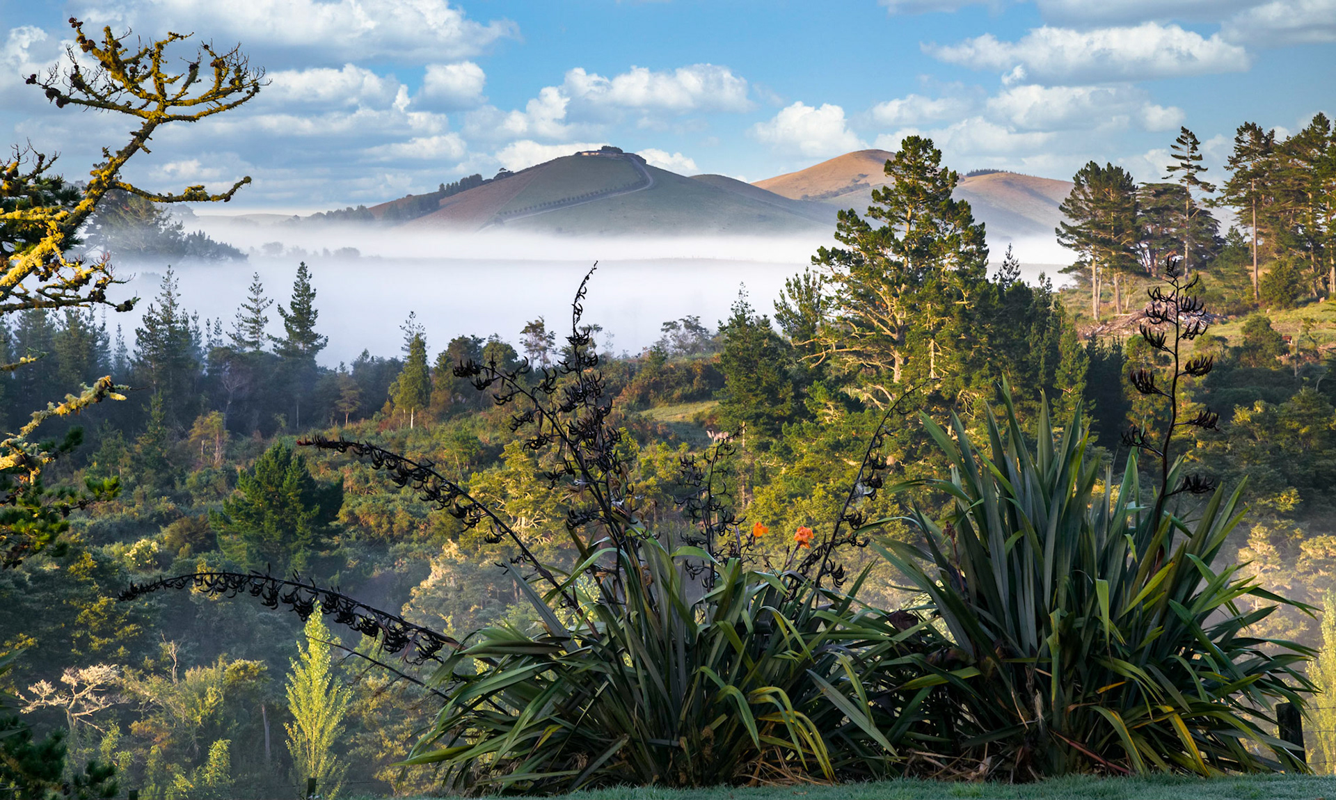 Scenic view of the lush and verdant Matakohe Countryside
