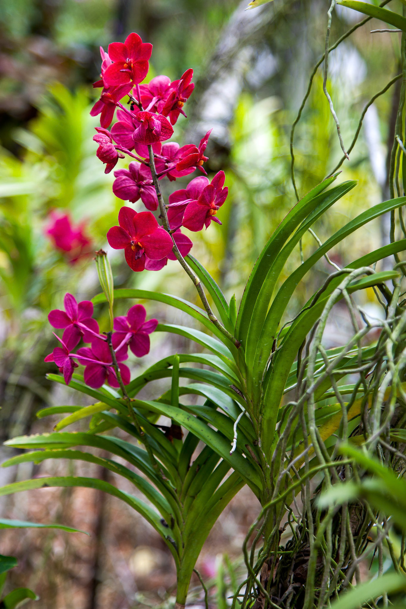 Orchid in Singapore Botannical Gardens