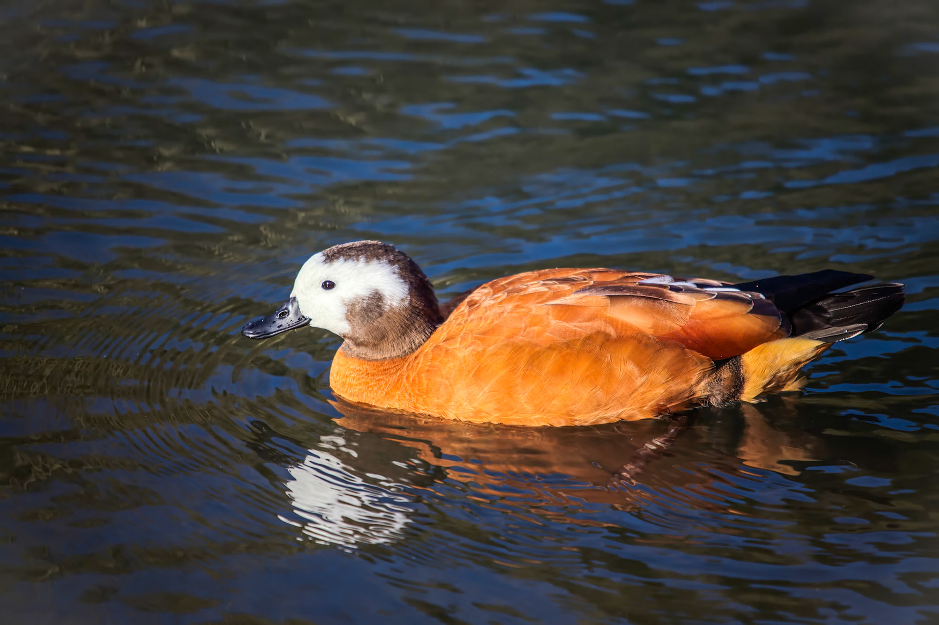 South African Shelduck (Tadorna cana)