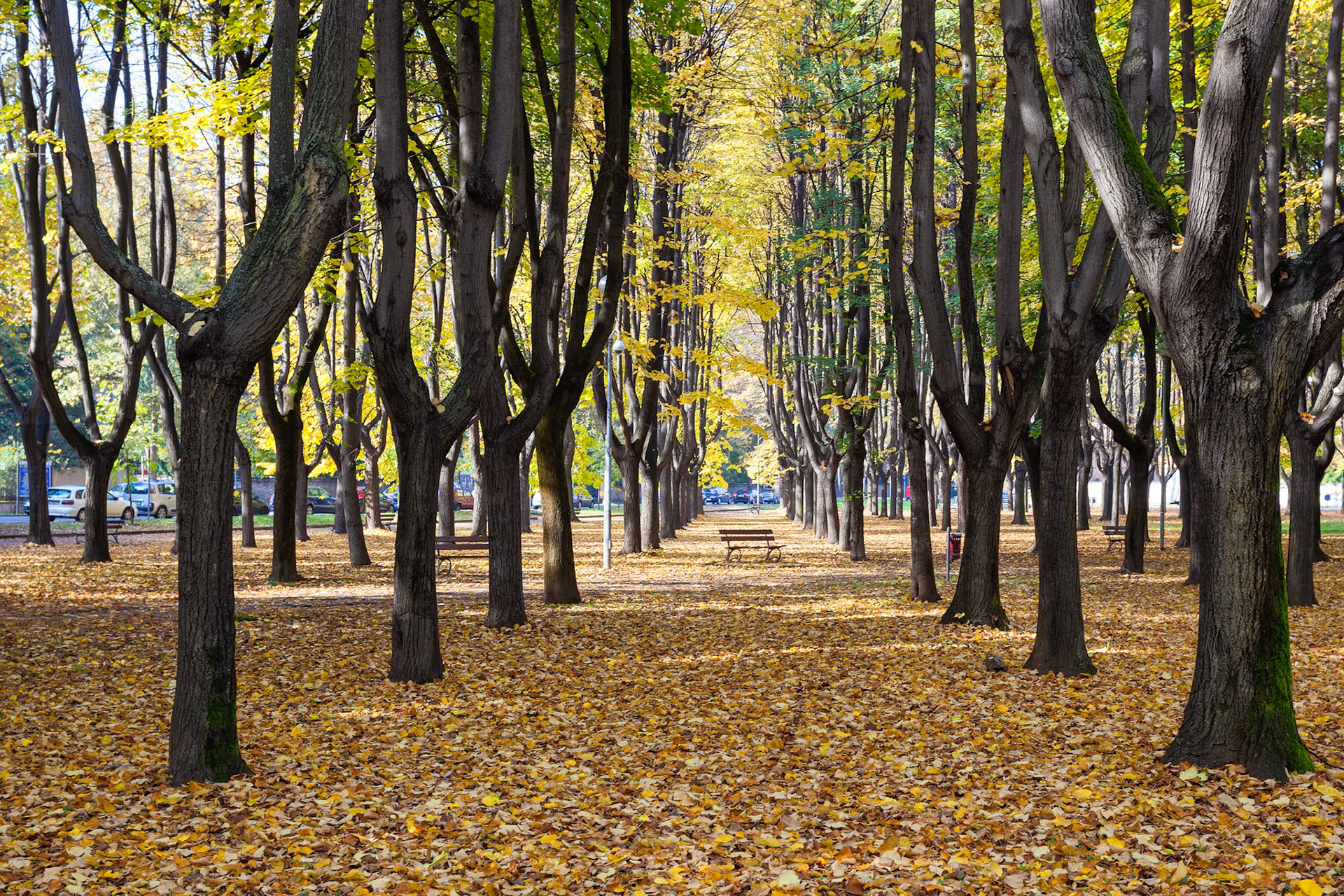 Autumn Colours in Parco di Monza