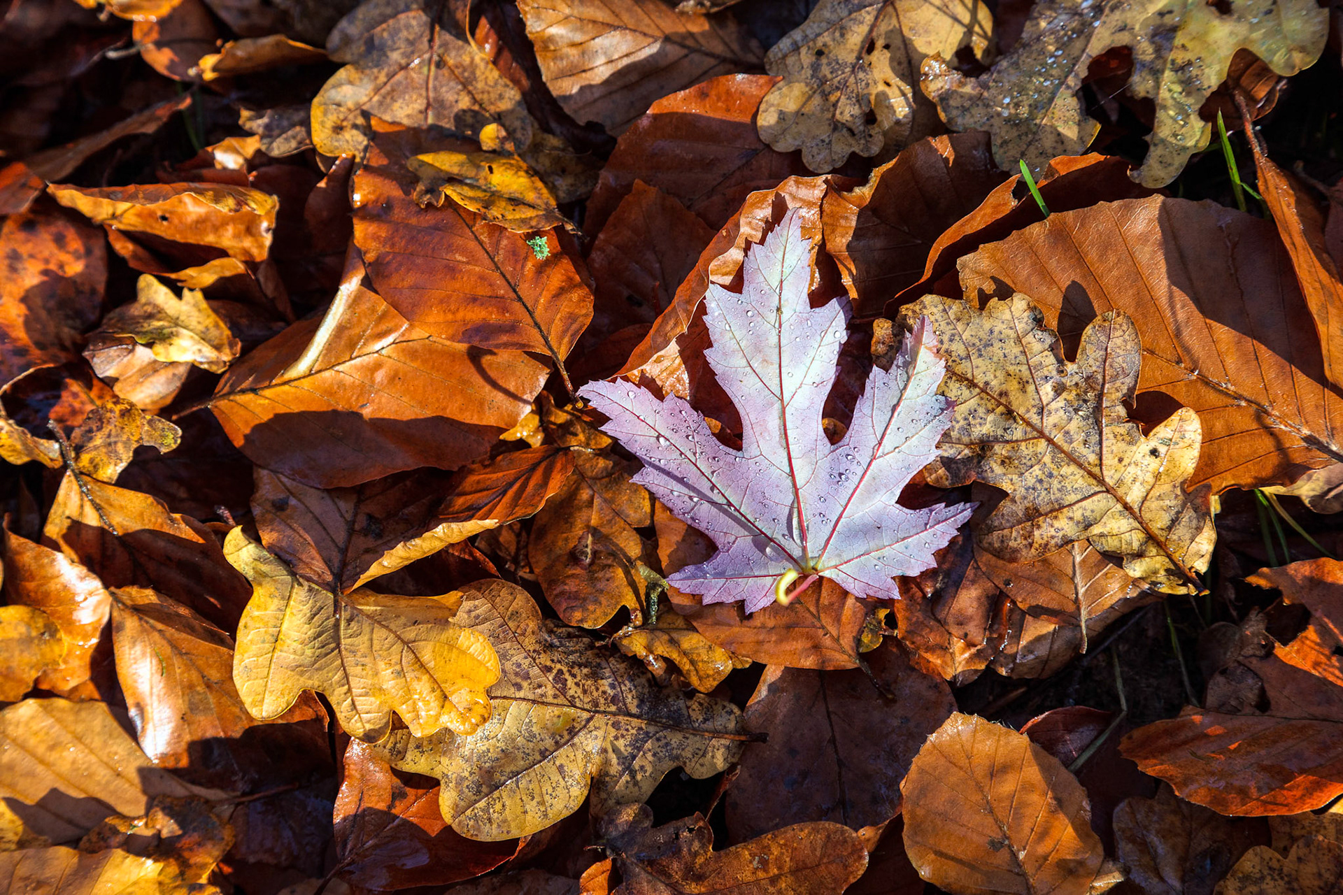 Autumn Leaves