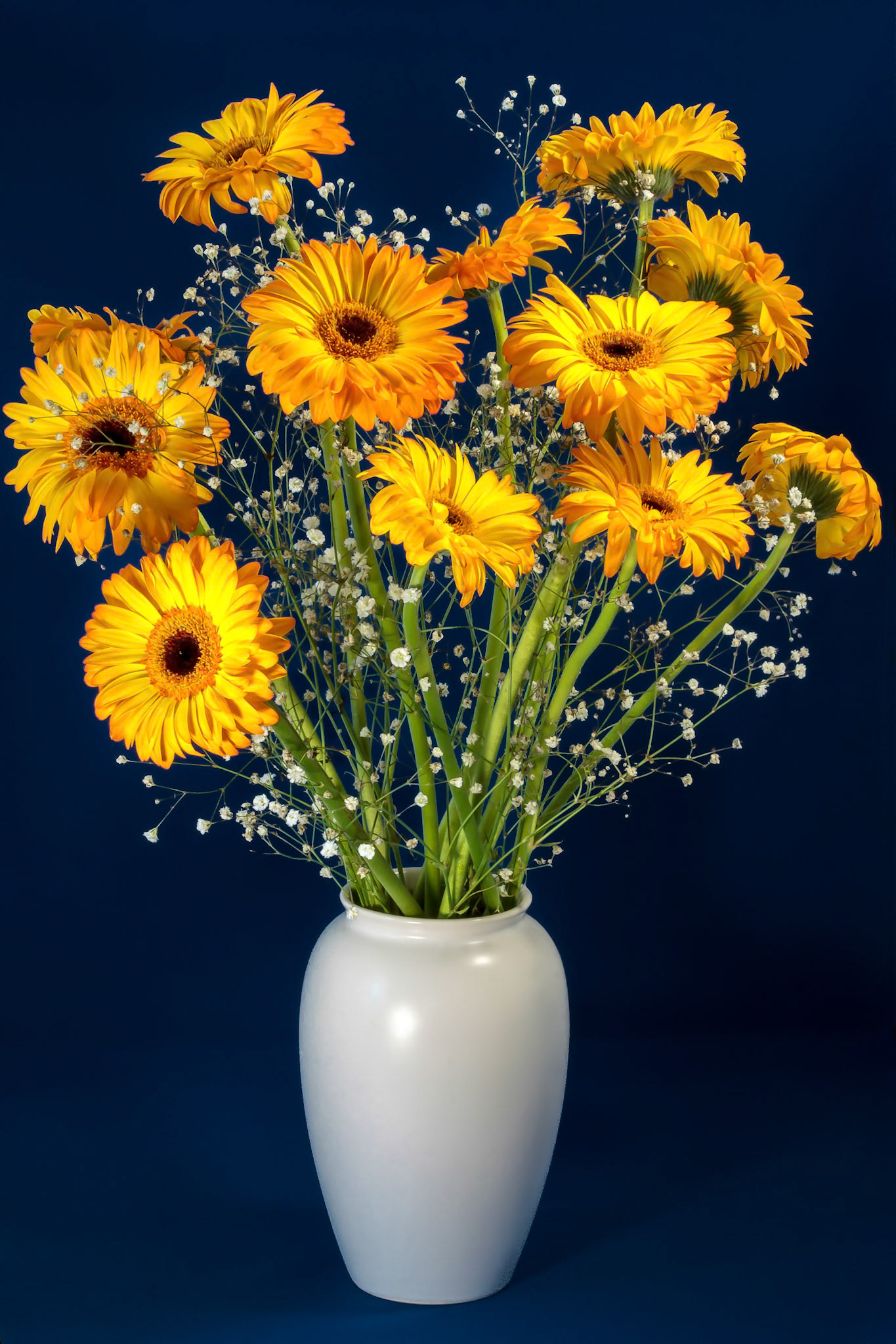 Golden Gerberas (Asteraceae)