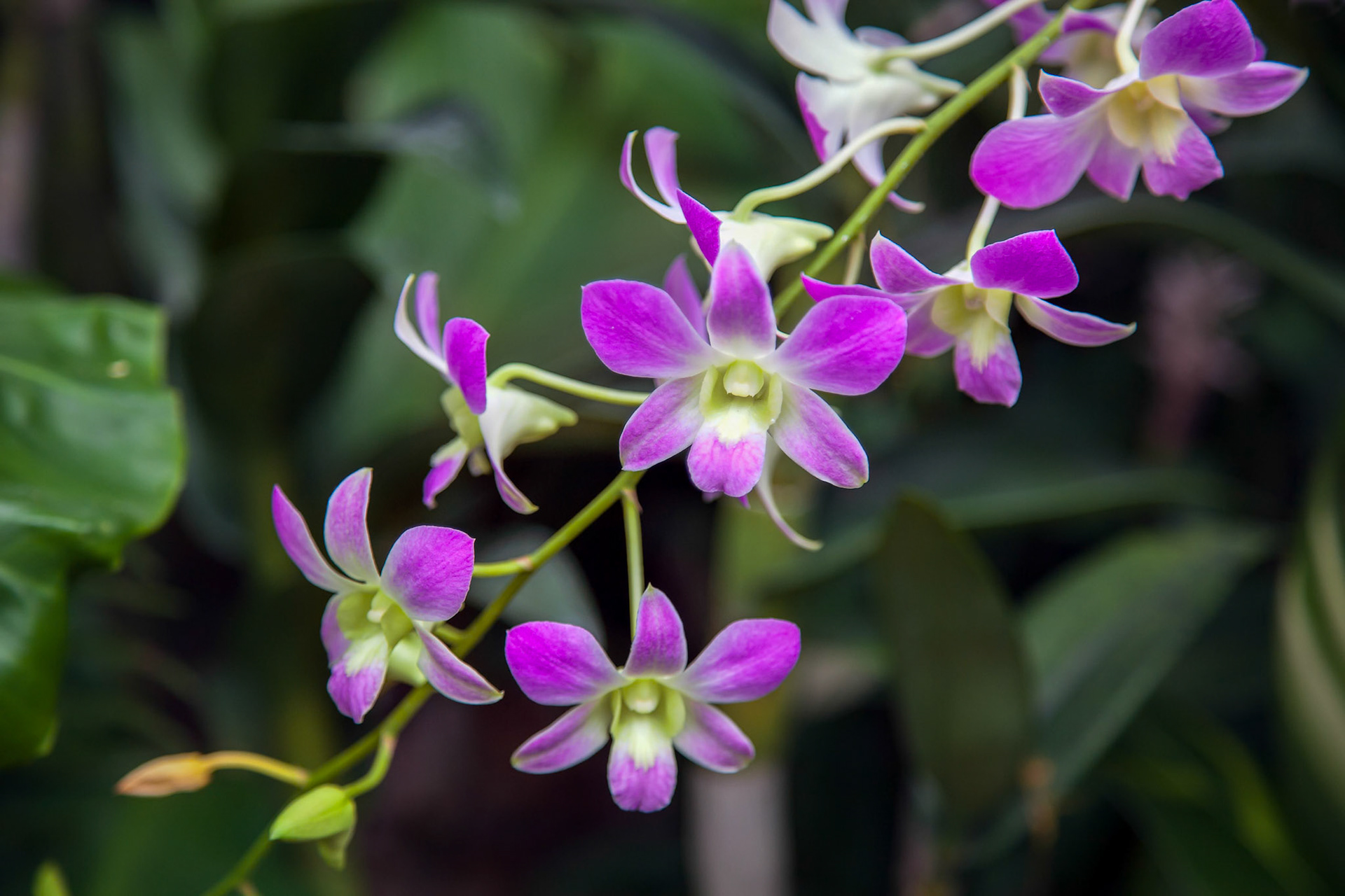 Orchid in Singapore Botannical Gardens