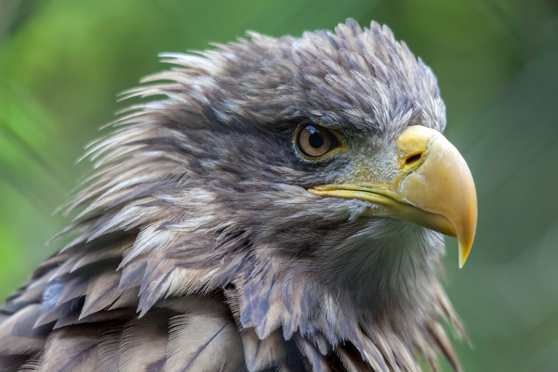 White-tailed Sea Eagle (Haliaeetus albicilla)