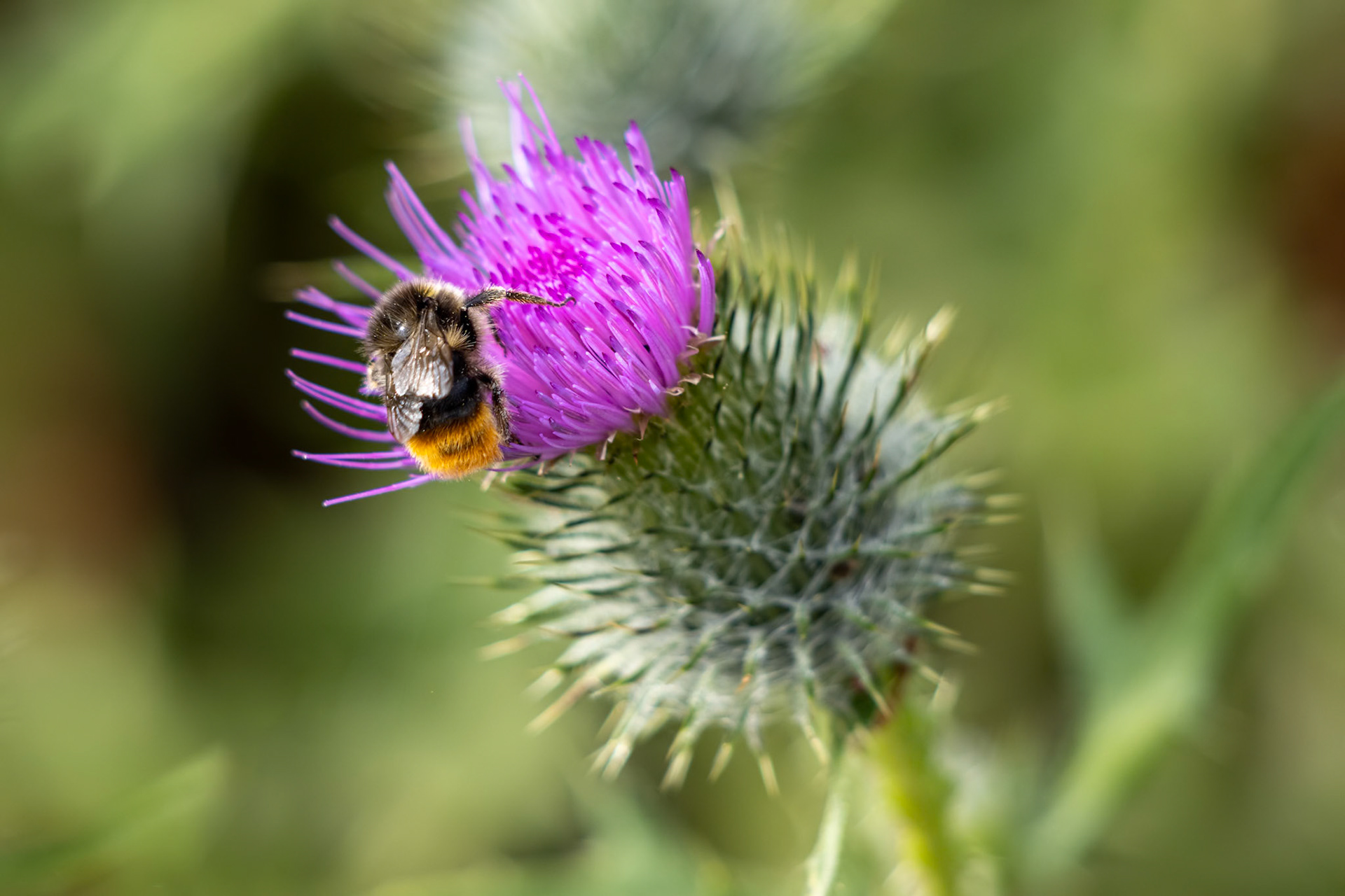 Buff-tailed bumblebee (Bombus terrestris) gathering pollen from a Thistle