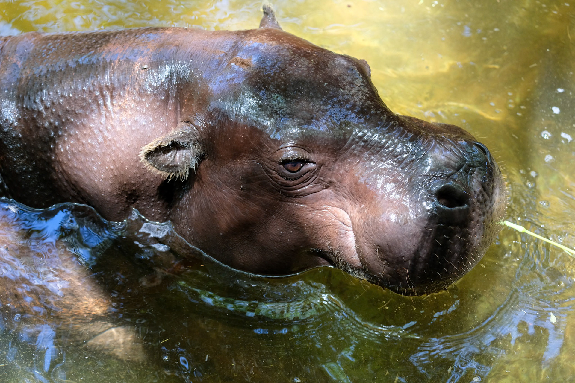 FUENGIROLA, ANDALUCIA/SPAIN - JULY 4 : Pygmy Hippopotamus (Choeropsis liberiensis or Hexaprotodon liberiensis) at the Bioparc in Fuengirola Costa del Sol Spain on July 4, 2017