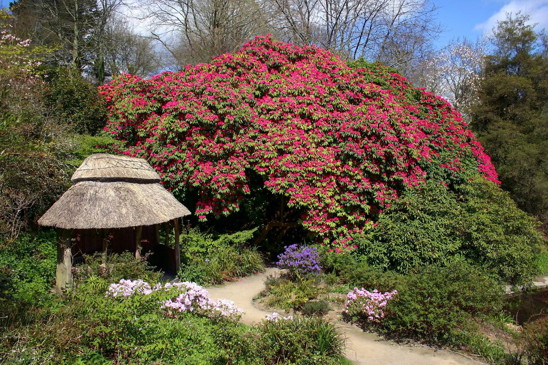 Magnificent Rhododendron