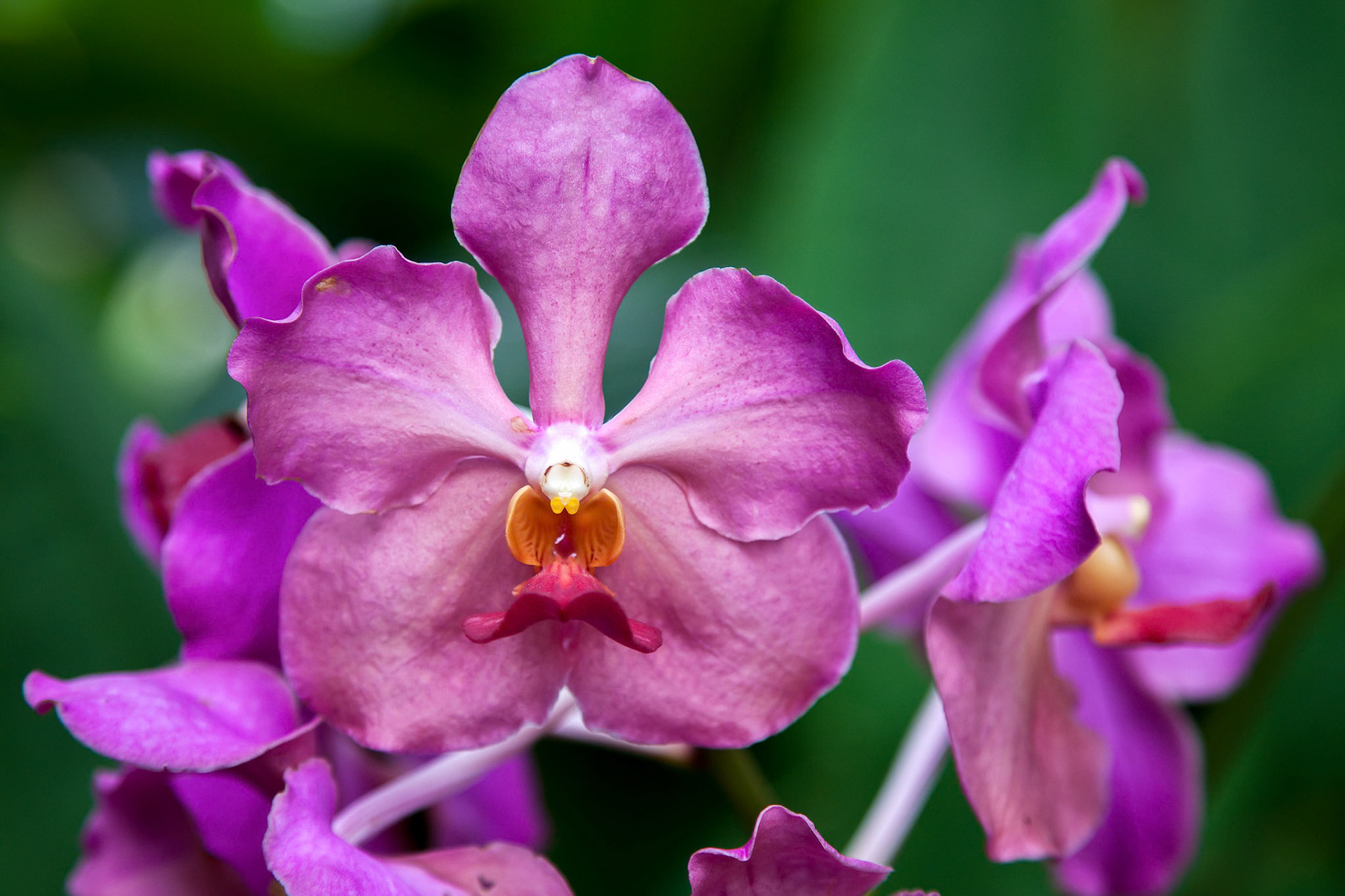 Vanda Usha (Vanda Josephine van Brero x Vanda Doctor Anek)