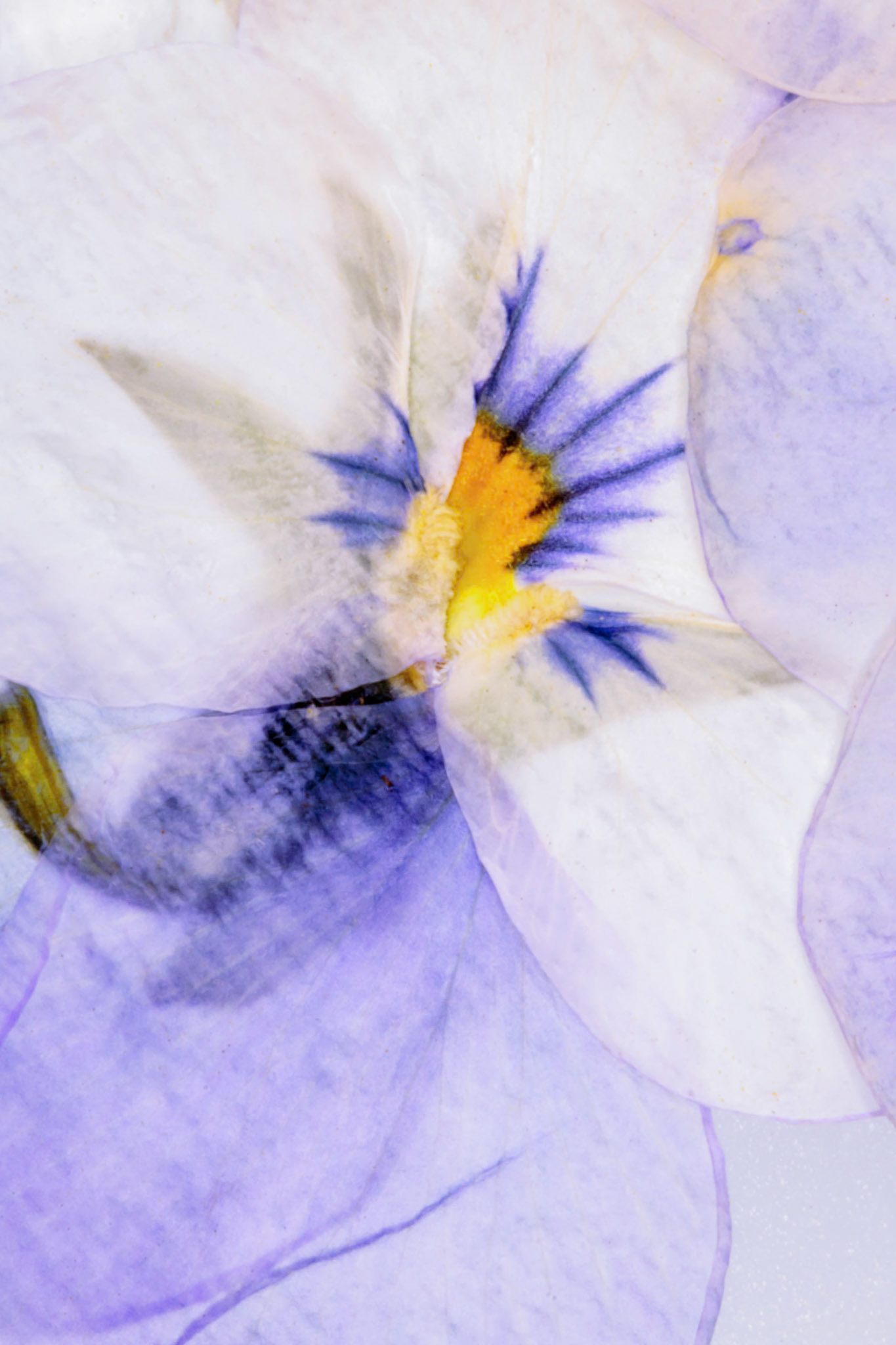 Pressed Flowers Abstract