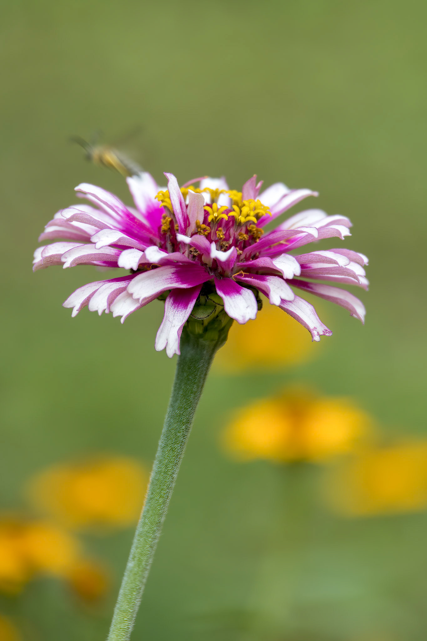 Garden Cosmos (Cosmos bipinnatus Cav.) growing and flowering in a garden in Italy