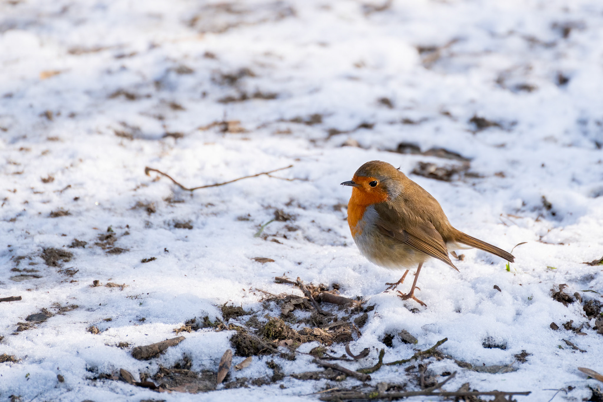 Close-up of an alert Robin standing on a snow covered path