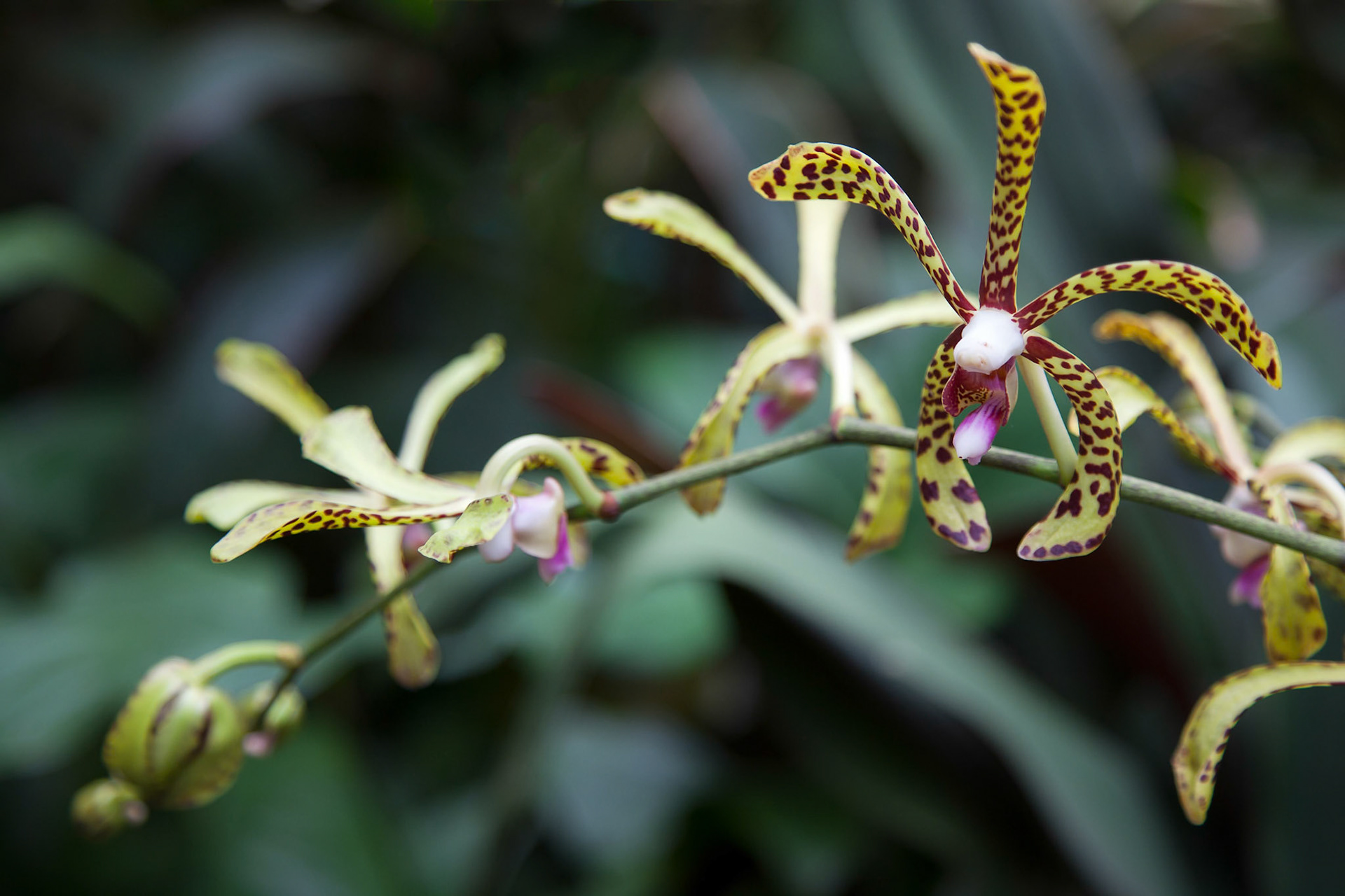 Orchid in Singapore Botannical Gardens