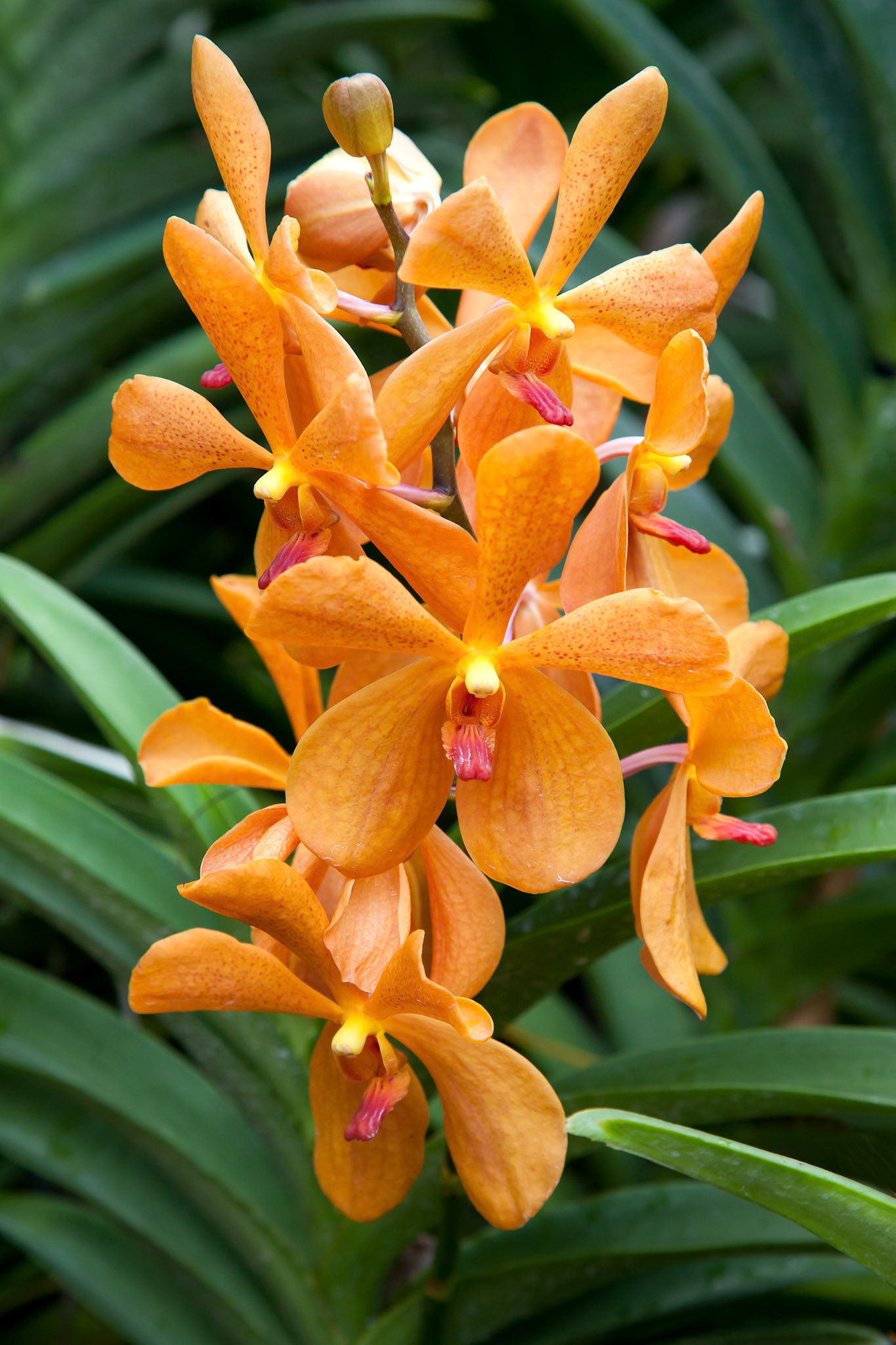 Orchid in Singapore Botannical Gardens