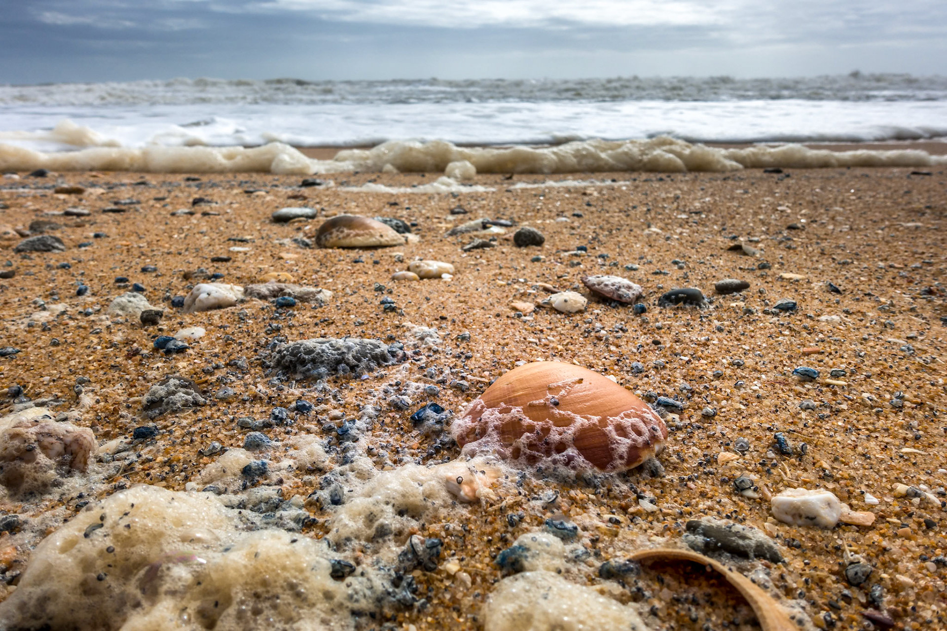 Shells on the Beach at Quarteira in Portugal