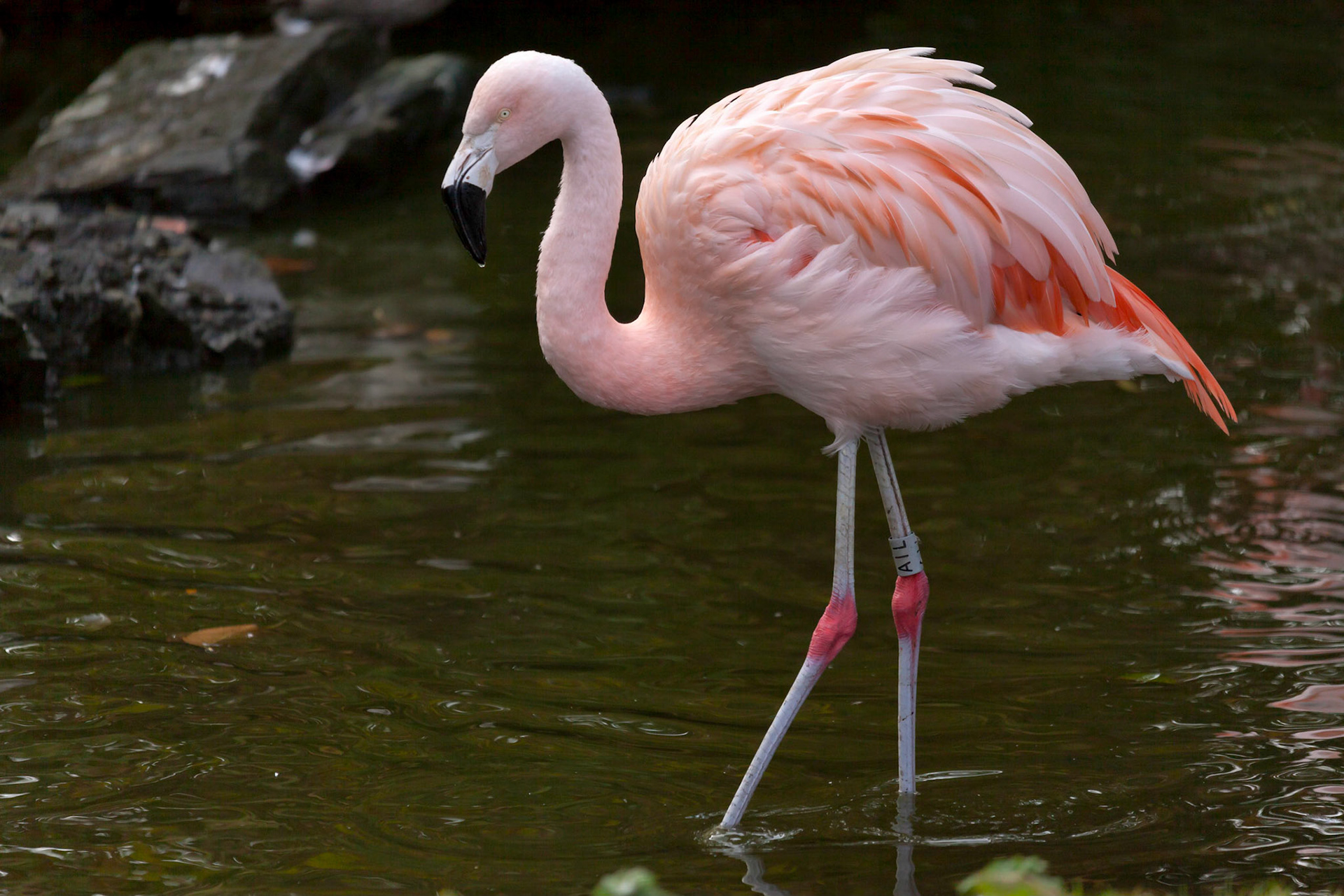 Chilean Flamingo (Phoenicopterus chilensis)