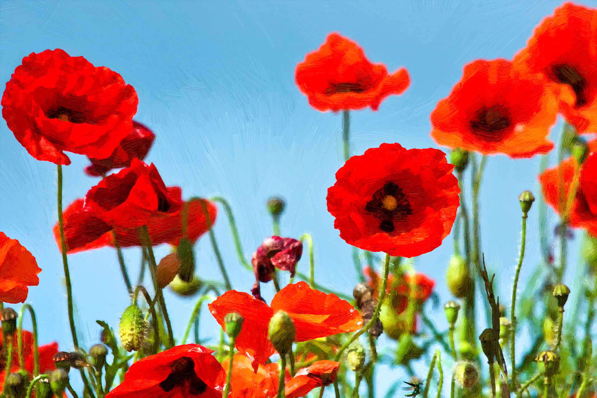 Field of Poppies in Sussex