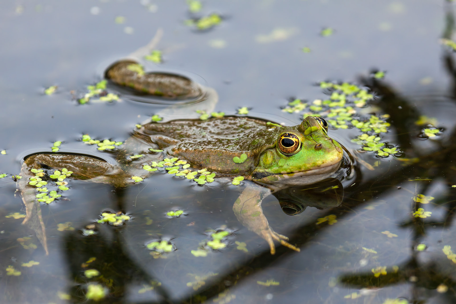 Marsh Frog