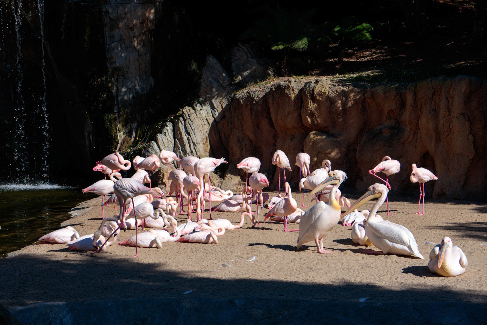 VALENCIA, SPAIN - FEBRUARY 26 : Pink Backed Pelicans and Flamingos at the Bioparc in Valencia Spain on February 26, 2019