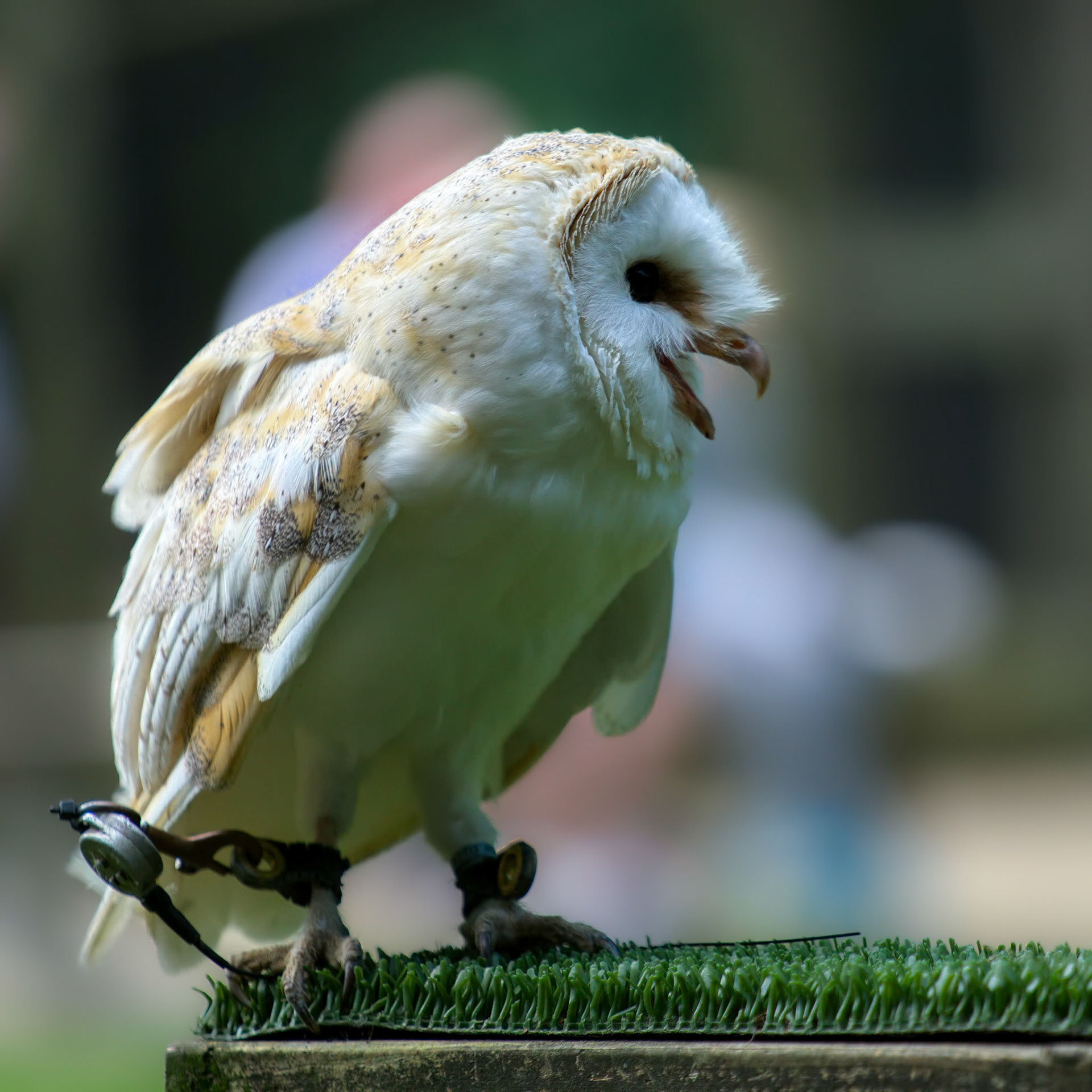 Barn Owl (Tyto alba)