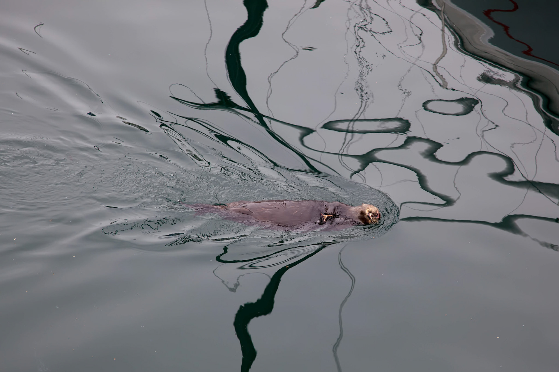 Sea Otter (Enhydra lutris)