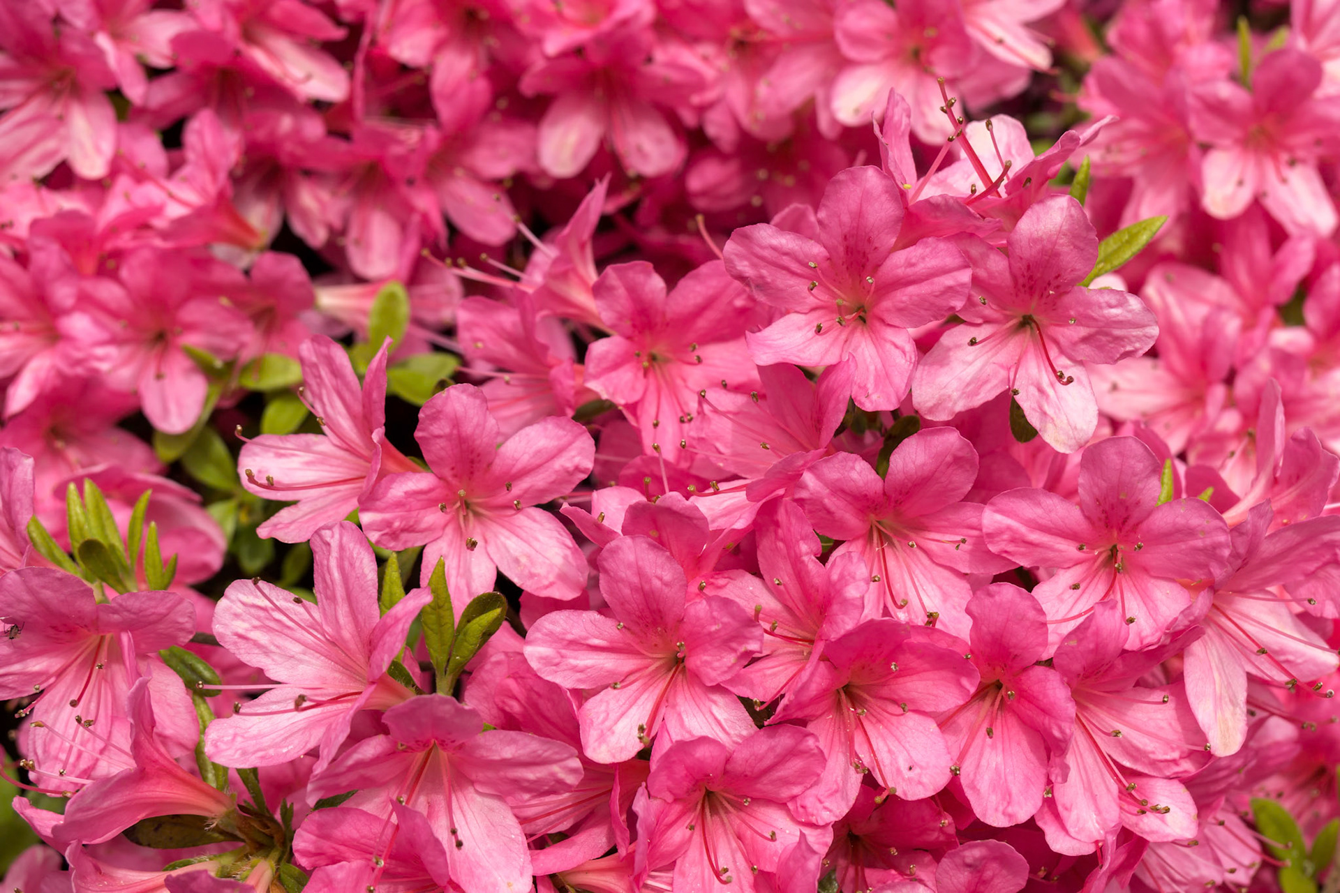 Azaleas in Full Bloom