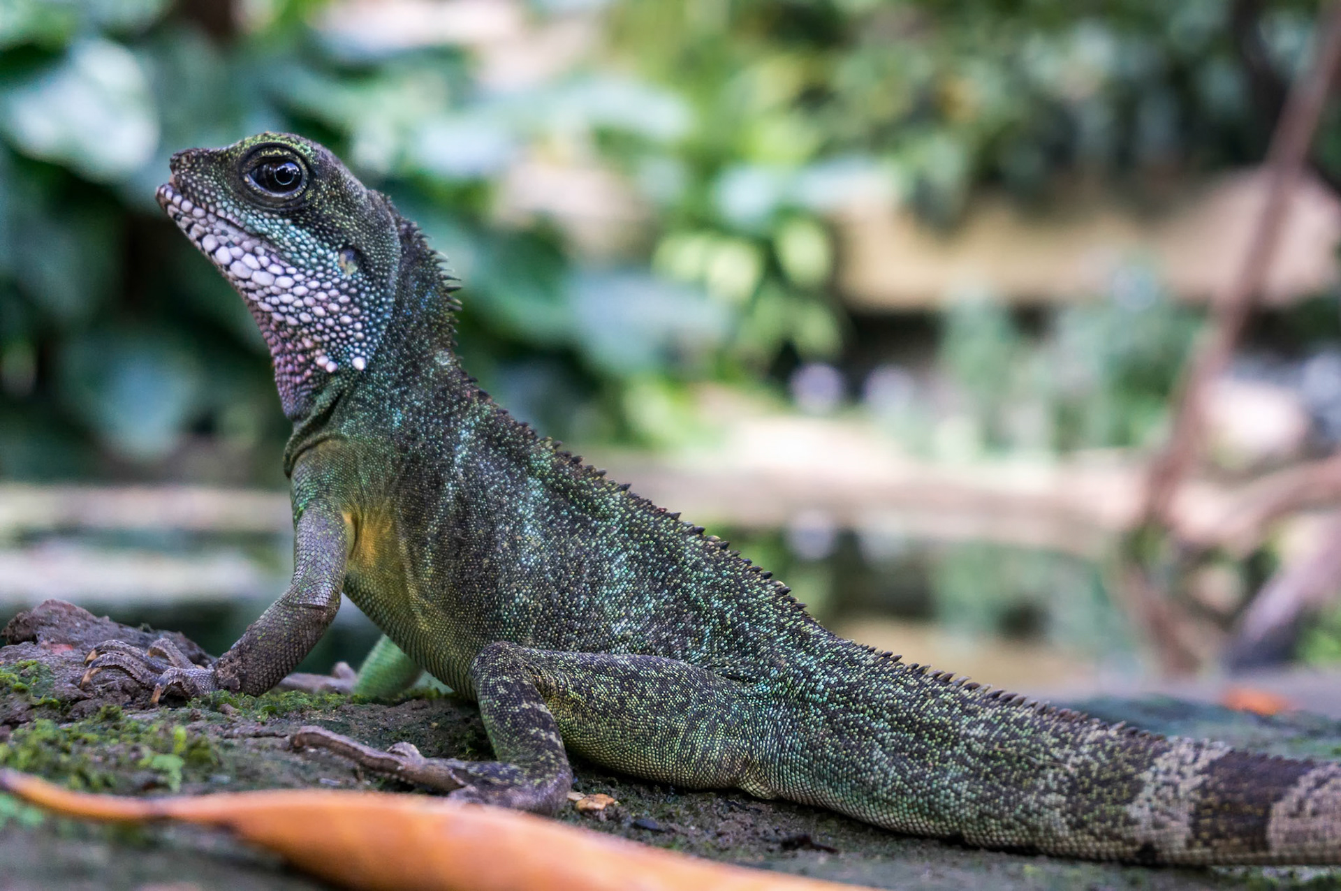 Chinese Water Dragon (Physignathus cocincinus)